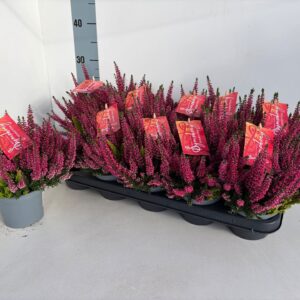 Calluna Beauty Ladies Twin Symphony Calluna_Beauty Seasons_Symphony_T12
(10 Plants/Order)(12cmP 25cmH)