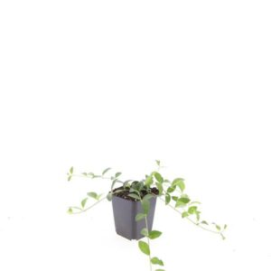 Vinca minor La Grave
(12 Plants/Order)(9cmP 15cmH)