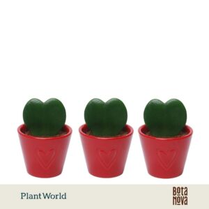 Hoya kerrii met Ceramics Boston red
(12 Plants/Order)(7cmP 13cmH)