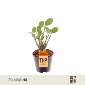 Adenium obesum
(10 Plants/Order)(12cmP 25cmH)