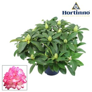 Rhododendron Xxl Hortinno® Garden The Original green 50 60 cm
(1 Plants/Order)(23cmP 70cmH)