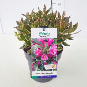 Weigela other Weigela florida 'Monet' PBR 30-40C5
(1 Plants/Order)(22cmP 40cmH)