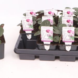 Cyclamen coum Cyclamen coum light pink 9 cm
(12 Plants/Order)(9cmP 10cmH)