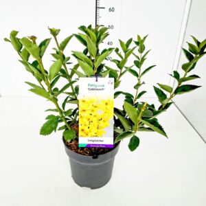Forsythia intermedia Forsythia int. 'Goldrausch' 50-60C5
(1 Plants/Order)(23cmP 70cmH)