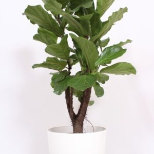 Ficus lyrata "in San Remo ""wit"""
(1 Plants/Order)(36cmP 130cmH)