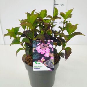 Hydrangea serrata Hydrangea serrata 'Daredevil' 30-40C5
(1 Plants/Order)(23cmP 50cmH)