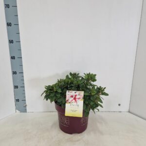 Rhododendron (Evergreen Azalea Grp) ENCORE® Autumn Starburst ('Robleze'PBR)
(1 Plants/Order)(23cmP 40cmH)