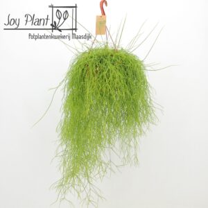 Rhipsalis cassutha
(3 Plants/Order)(21cmP 40cmH)