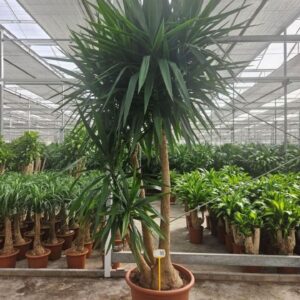 Yucca elephantipes 5+ armen
(1 Plants/Order)(60cmP 270cmH)