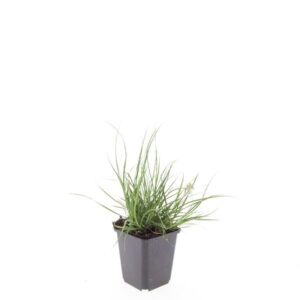 Pennisetum alopecuroides Little Bu
(12 Plants/Order)(9cmP 5cmH)