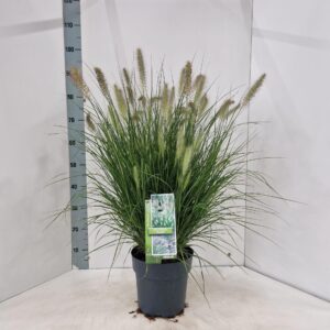 Pennisetum alopecuroides Hameln
(1 Plants/Order)(23cmP 85cmH)