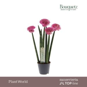 Sansevieria Cylindrica Sansevieria TOP-line Bouquetz Pink P8,5
(6 Plants/Order)(8.5cmP 35cmH)